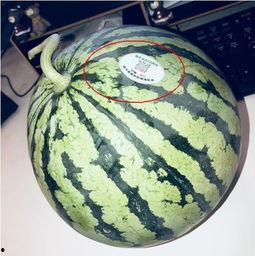 河北网红吃瓜,揭秘网络红人的幕后故事